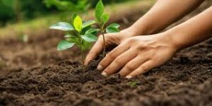 वृक्षारोपण: सिर्फ लगाना नहीं, बचाना भी